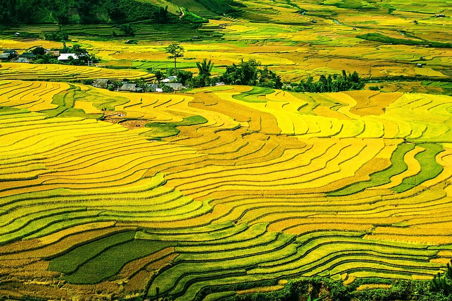 aérea, fotografia, verde, campo de arroz, dia, terraços de arroz, arrozais, arroz, campos, em socalcos