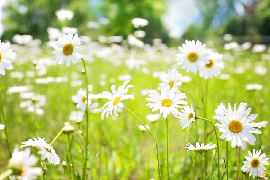 white, chamomiles field selective-focus photo, daisies, field, nature, summer, flowers, blossom, yellow, garden