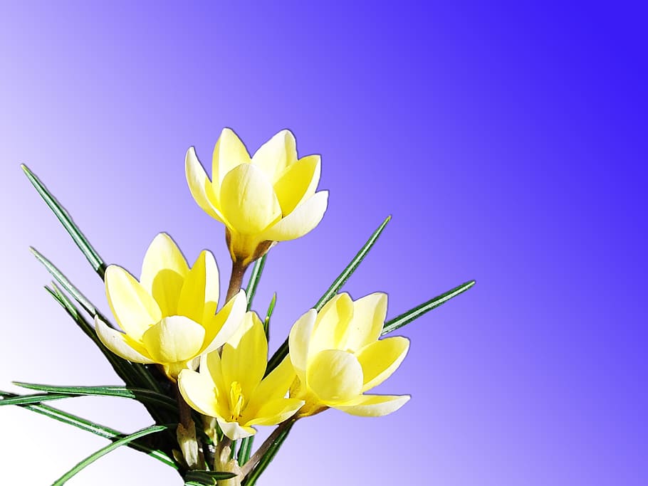flores, amarillo, naturaleza, brillante, primavera, bloom, hermosa, flores de primavera, una flor amarilla, patrón