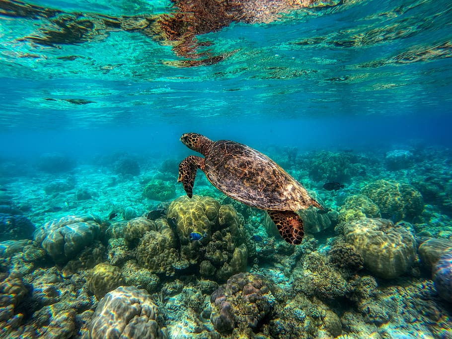 paraíso, explorar, mergulho, Maldivas, recife, tartaruga, patrimônio natural do mundo, agua, vida, marinha