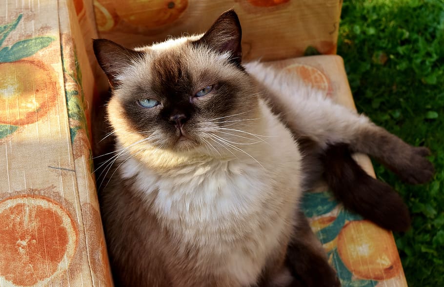 siamese cat, sofa, british shorthair, cat, mieze, thoroughbred, fur, dear, beige, brown