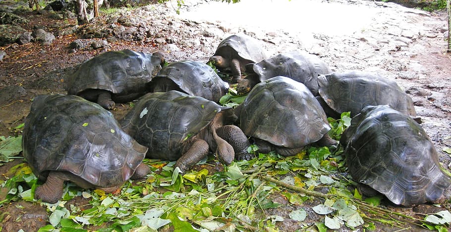 tortoise, giant, water, rocks, island, galapagos, ecuador, equator, pacific, nature