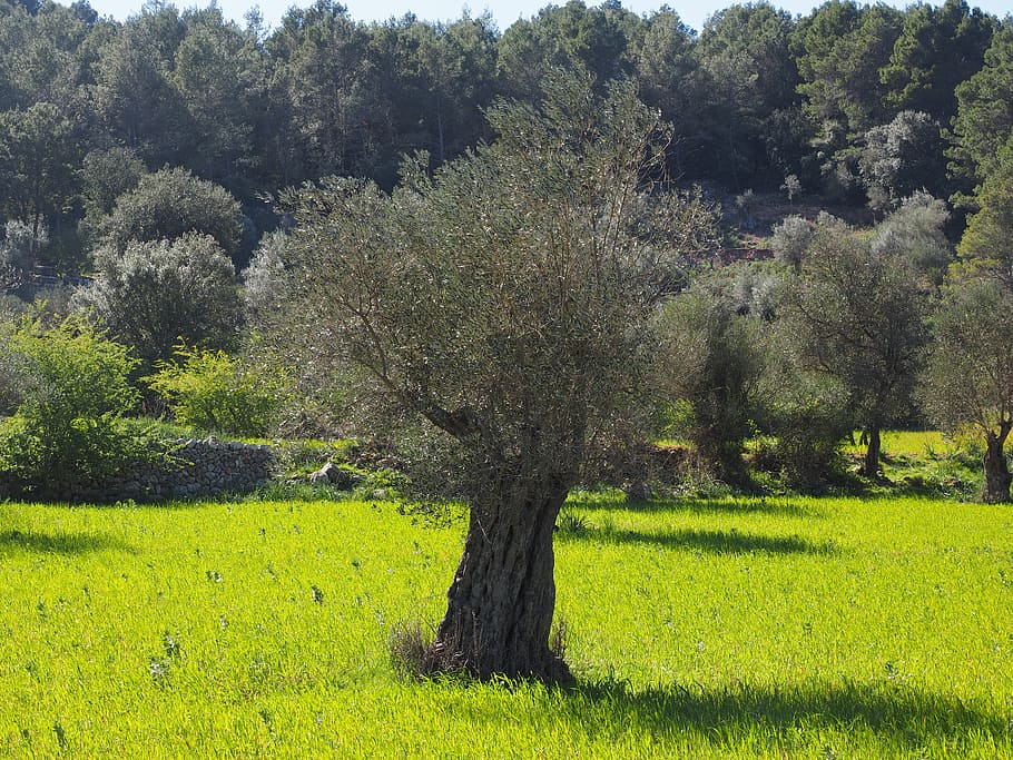 green leafed trees, olive tree, olive plantation, plantation, tree, olive garden, olive grove, planting, olive planting, agriculture