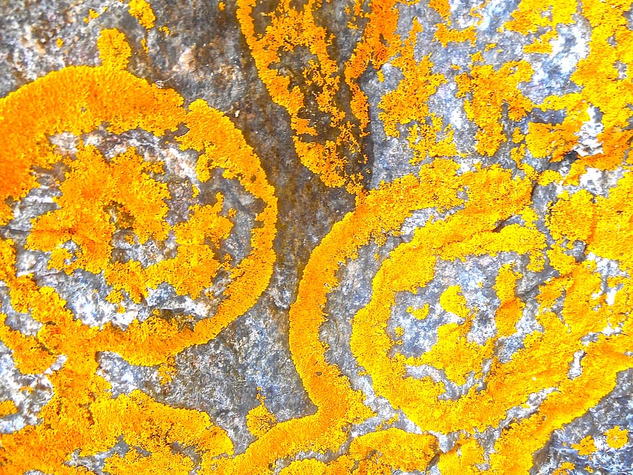 lichens, structure, orange, pattern, natural art, yellow, full frame, day, orange color, close-up