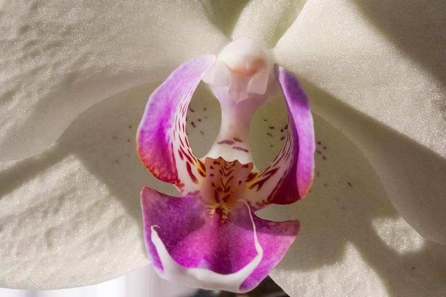 orchid, white, flower, blossom, bloom, flora, nature, queen of flowers, phalaenopsis, macro