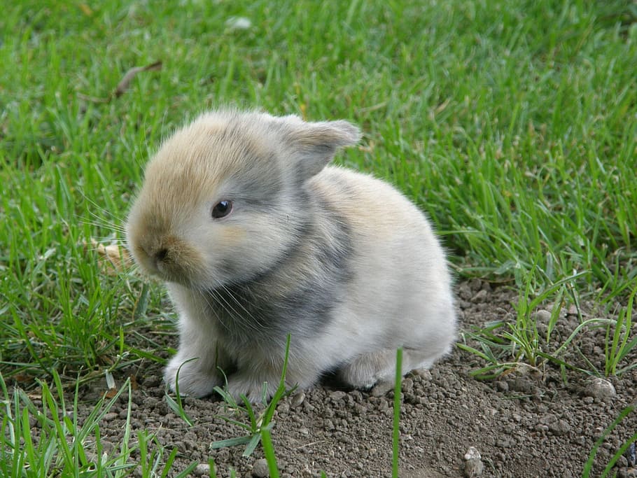 white, gray, rabbit, green, grass lawn, baby, hare, animal, mammal, rodent