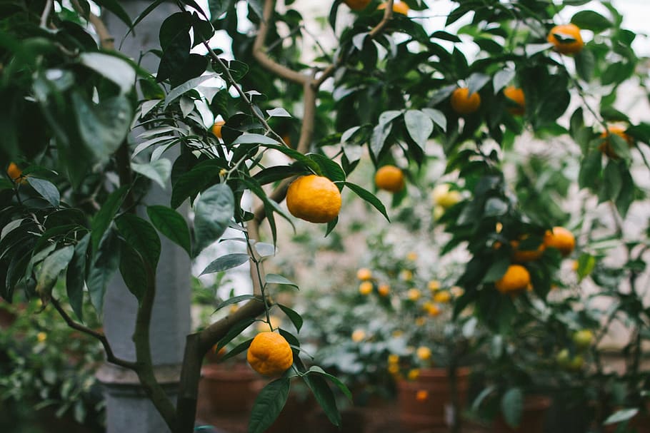 selective, focus photography, kumquat plant, plant, tree, oranges, fruits, natural, gardening, growth