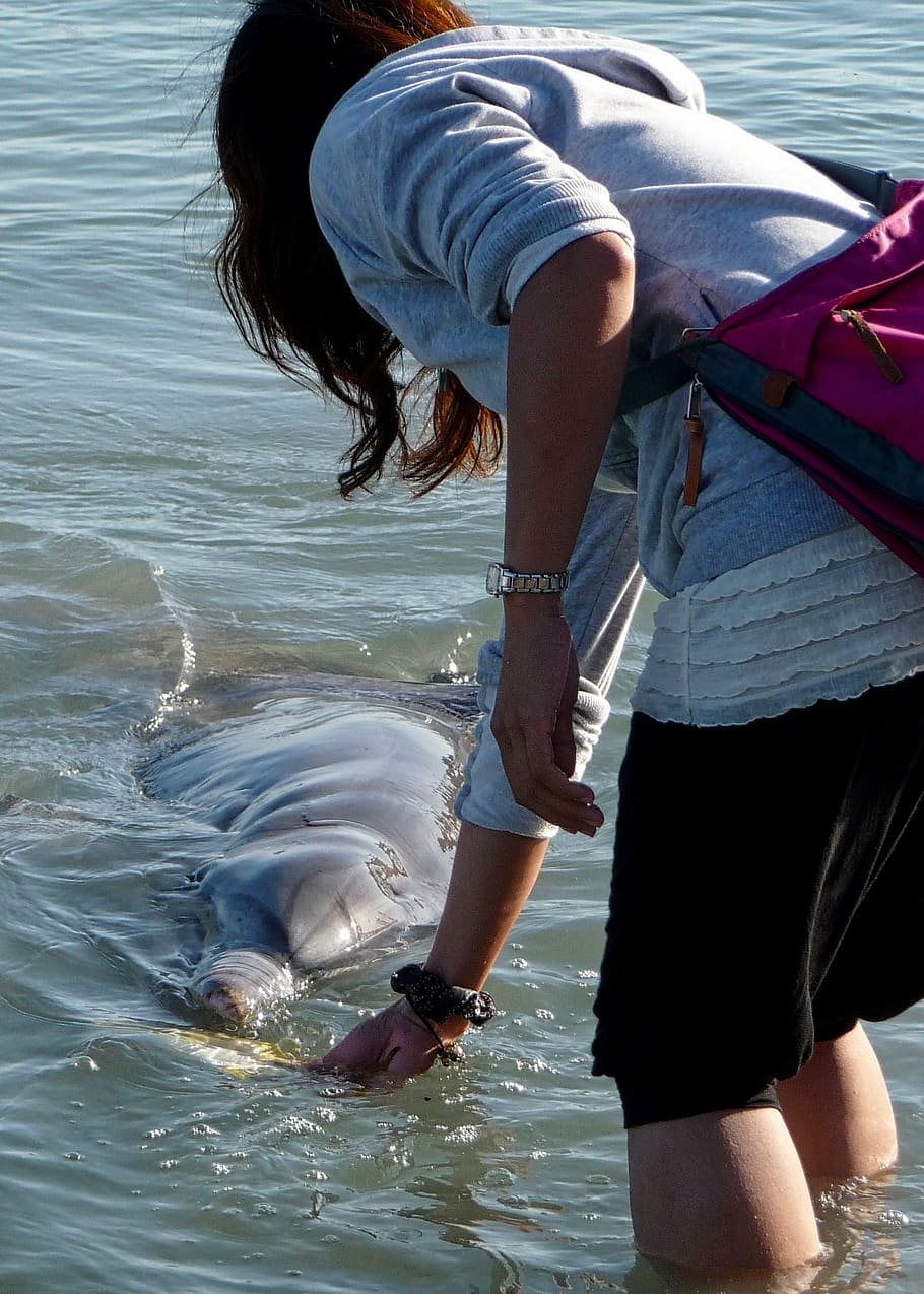 dolphin, feeding, cute, wildlife, aquatic, creature, eat, woman, water, real people