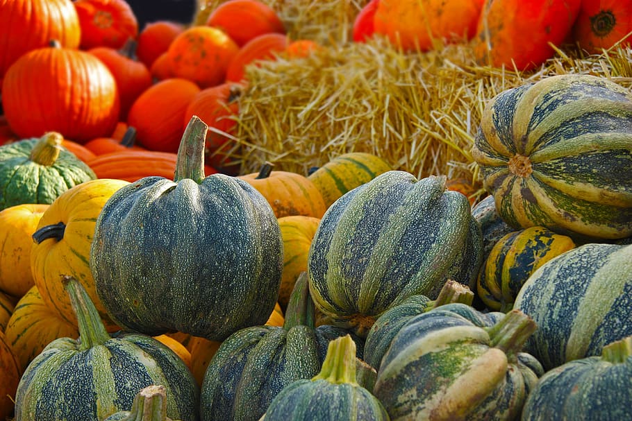 squash vegetables, pumpkin, squash, gourd, autumn, thanksgiving, harvest time, straw, farm, pumpkin soup
