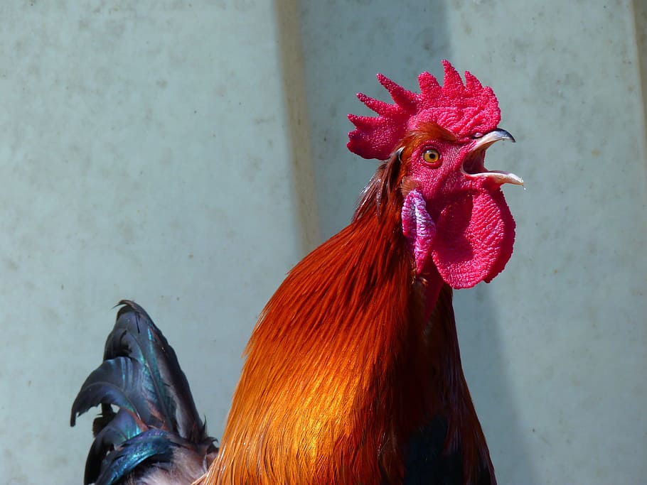 Hahn, Gockel, Poultry, Crow, Colorful, farm, rooster, bird, cockerel, animal