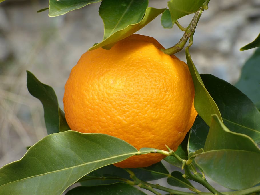 orange, naranjo, tree, citric, citrus Fruit, fruit, freshness, food, nature, leaf