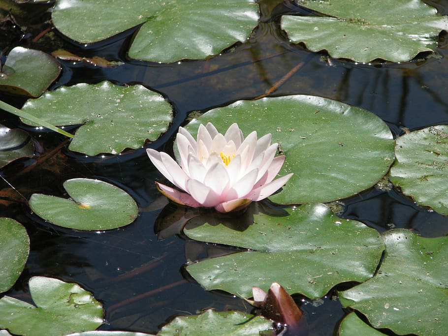 water lilies, nature, flower, pond, leaf, water lily, plant part, water, plant, lake