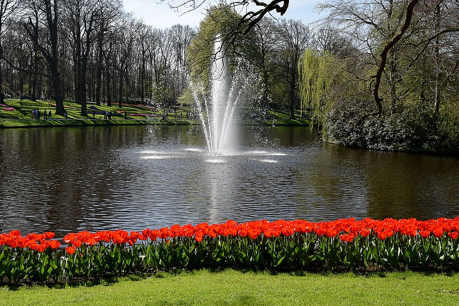 holland, tulips, keukenhof, spring, netherlands, flower, fountain, plant, water, tree
