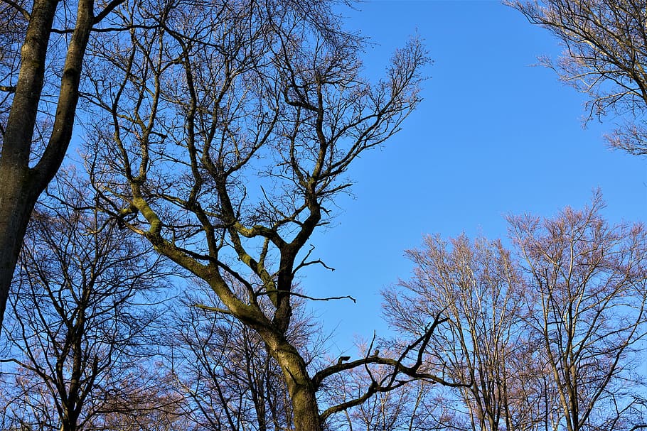 canopy, sky, blue, high, aesthetic, tribe, forest, branches, treetop, winter