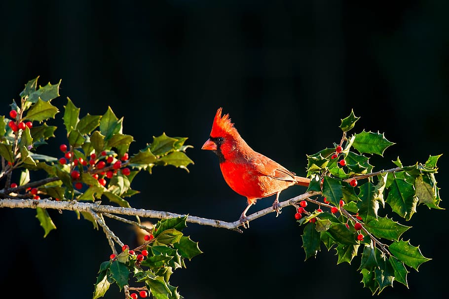 cardeal, pássaro, ramo de poinsétia, fechar, foto, vermelho, curto, bico, árvore, ramo