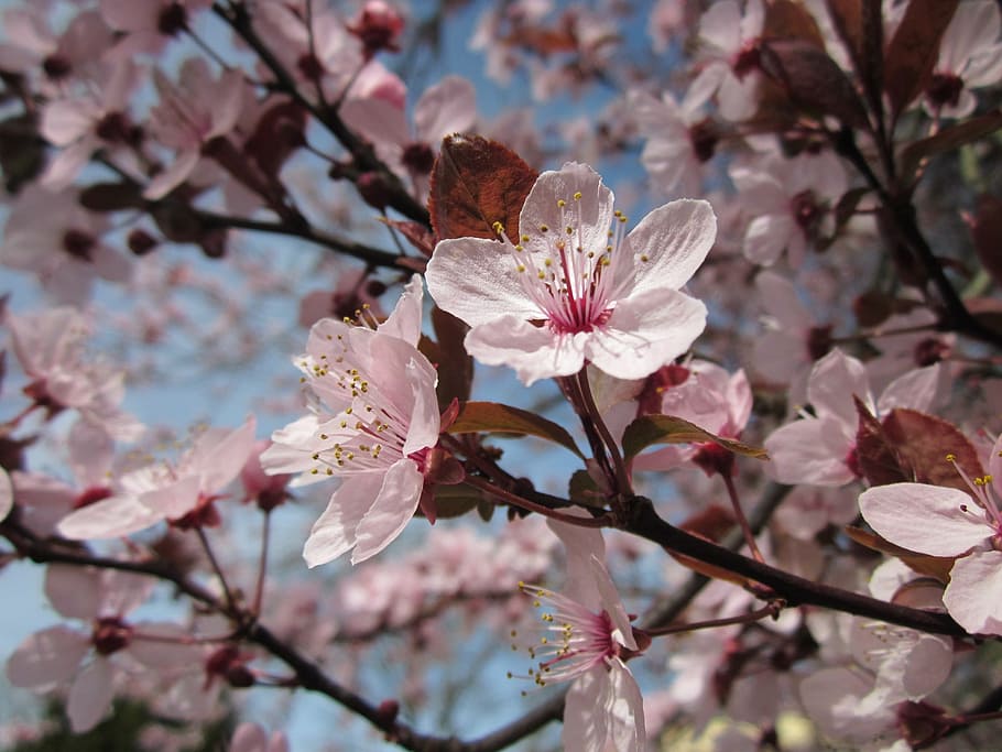 Ciruela de Mirabelle, flores, macro, flora, primavera, botánica, árbol, árbol frutal, naturaleza, color rosa