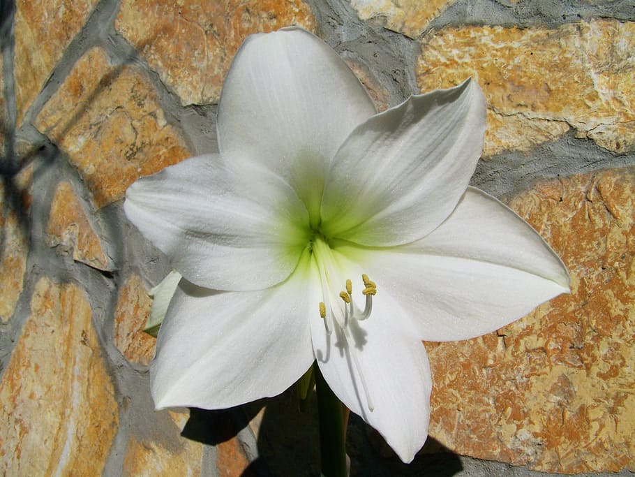 amaryllis, white flower, bulbous plant, beauty in nature, petal, vulnerability, fragility, flowering plant, plant, inflorescence