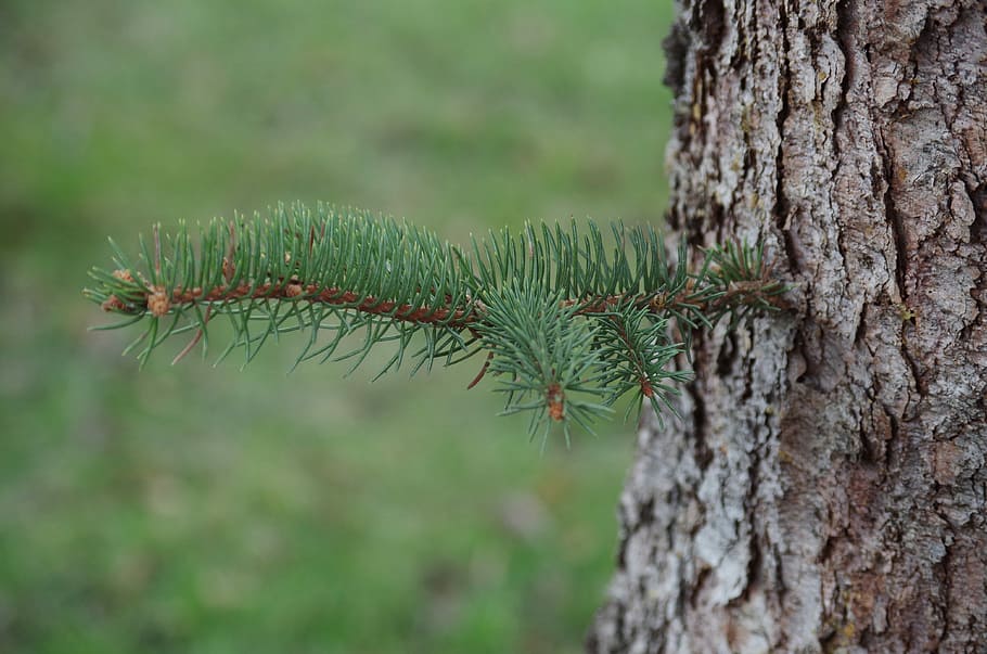 Tree, Needles, Branch, Conifer, green, tree trunk, focus on foreground, growth, nature, plant