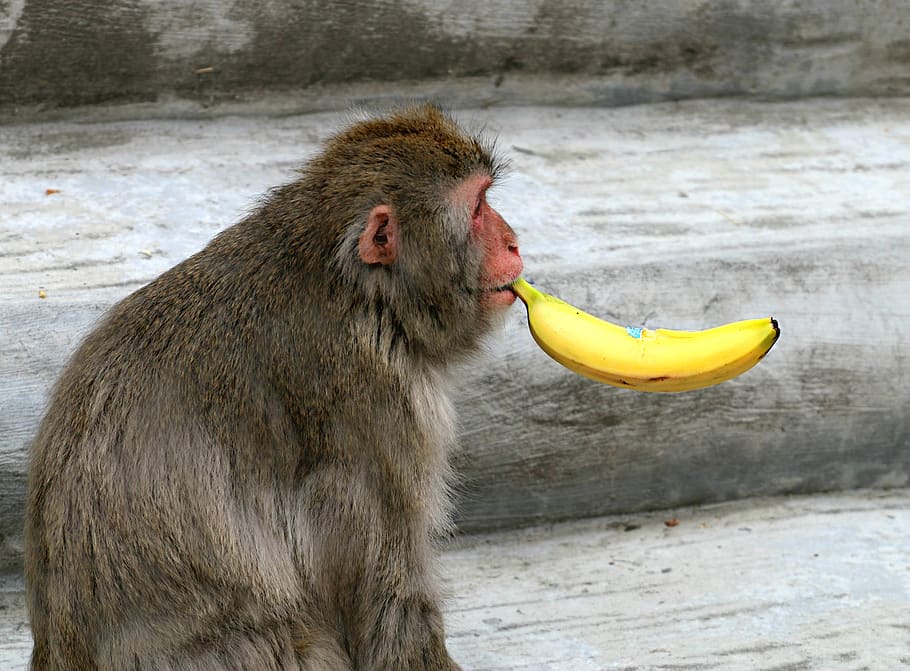monkey, banana, smoking, health, zoo, joke, food, cigar, boss, animal
