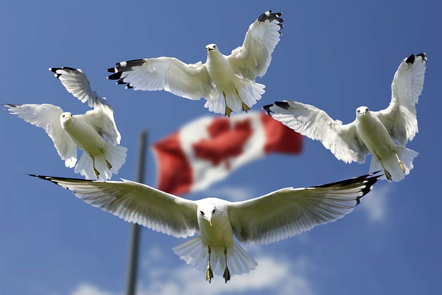 empat, terbang, putih, burung, bendera, kanada, latar belakang, camar, formasi, langit