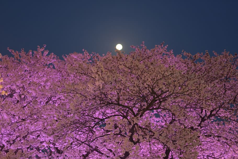 cherryblossom, south korea, daegu, moon, moonlight, full moon, night view, trees, pink, beauty in nature