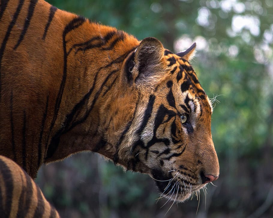 selective, focus photography, reddish-orange tiger, tiger, aggression, animals, pretty, beauty, bengal, black
