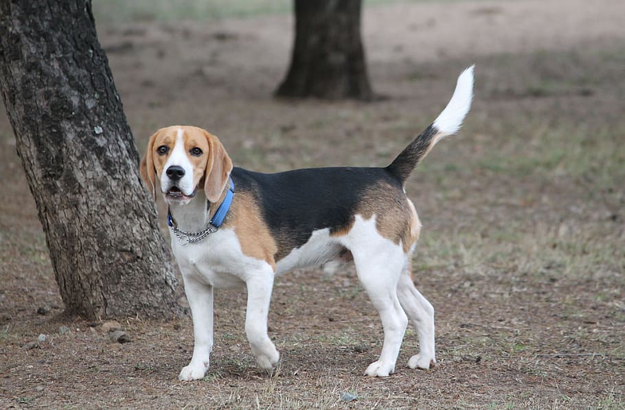 dog, beagle, pose medium, tan, black, white, pet, park animal, canine, one animal