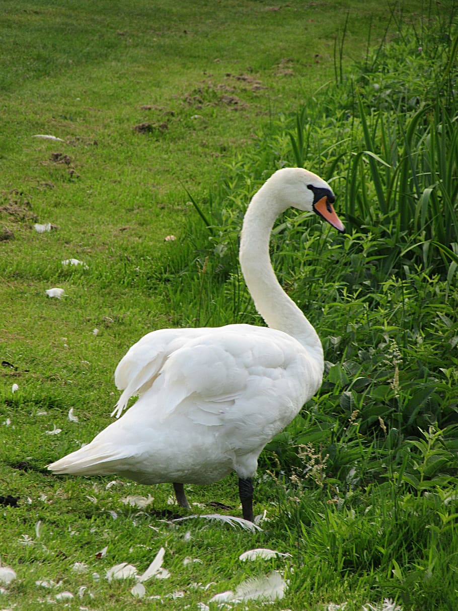 swan, mute swan, bird, white, head, waterfowl, beak, wings, animal, nature