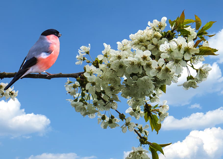 closeup, photography, red, grey, bird, perched, white, blossoms, spring, frühlingsanfang