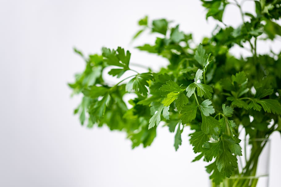 parsley, green, healthy, eat, plant, food, fresh, vegetables, health, herbs
