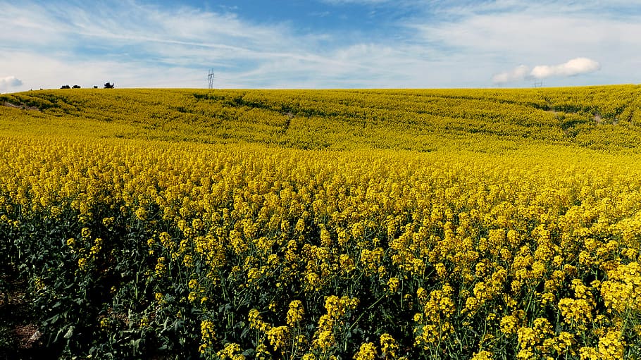 Canola, Golden, -petaled, flower, field, daytime, beauty in nature, landscape, yellow, land