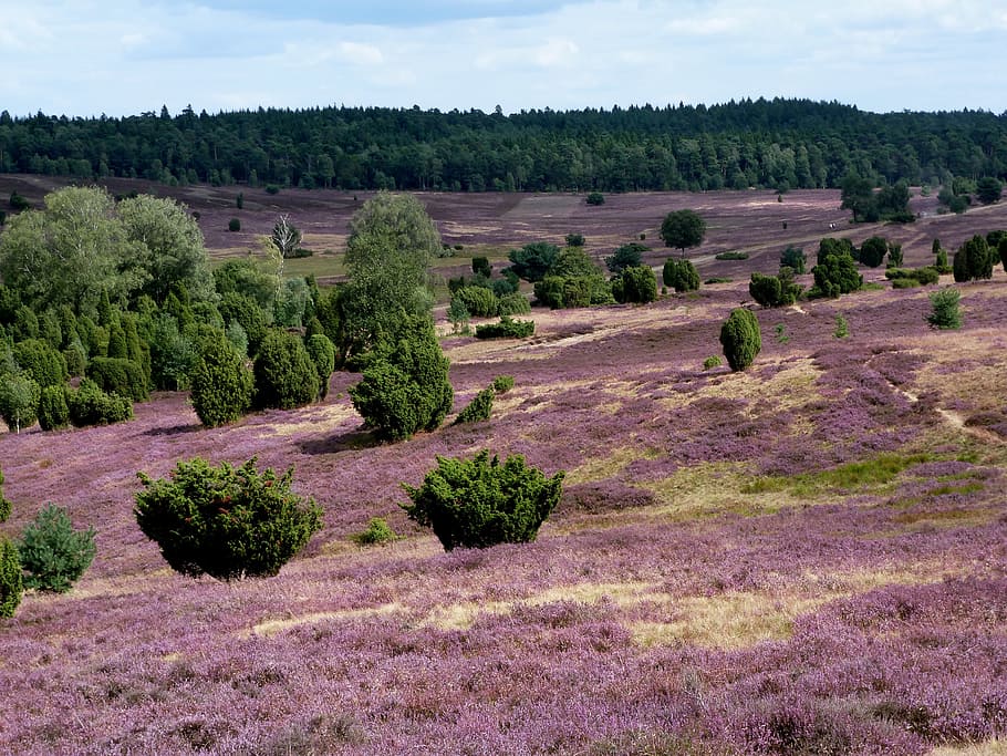 view, lavender, fields, Lüneburg Heath, Landscape, Nature, heather, hiking, heathland, agriculture