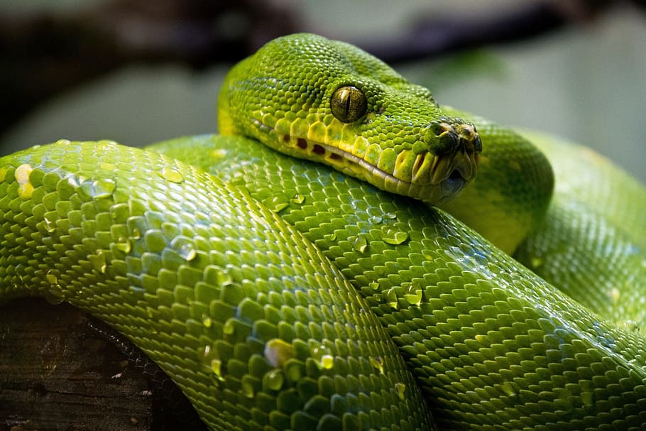 fechar, foto, verde, python, fechar-se, cobra verde, réptil, tropical, exótica, enrolado