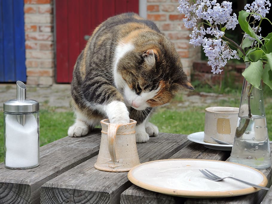 cat, table, putting, paw, mug, sweet tooth, milk thief, one animal, animal themes, mammal