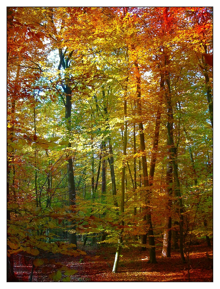 floresta, árvores, coloridos, folhagem, folhas, outono, folhagem de outono, natureza, temporada, folhas caídas