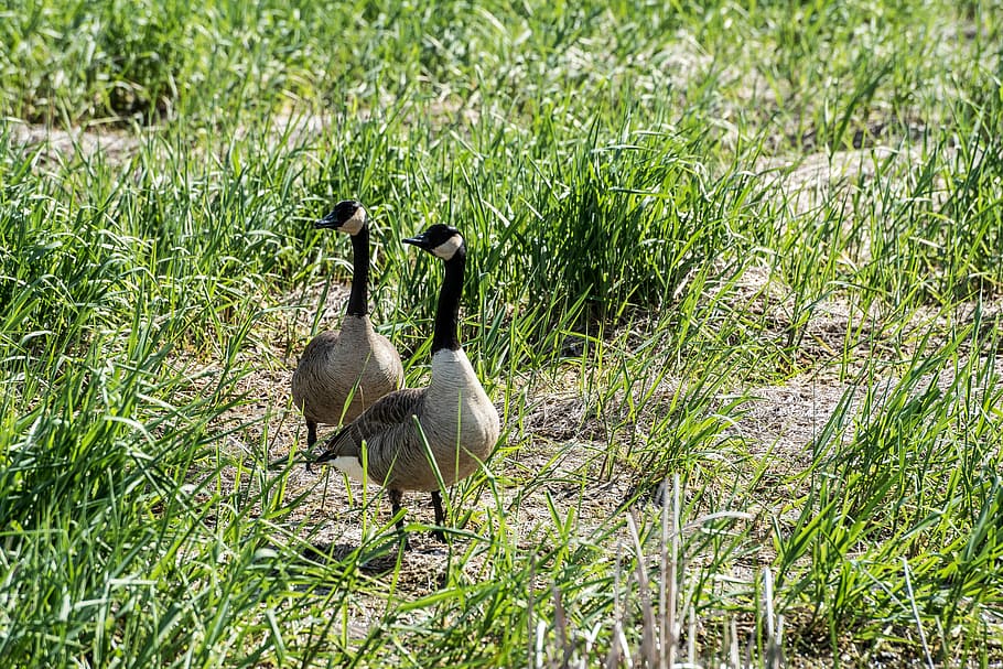 two, Canadian Geese, Grass, animals, birds, photos, geese, horicon marsh, public domain, wildlife