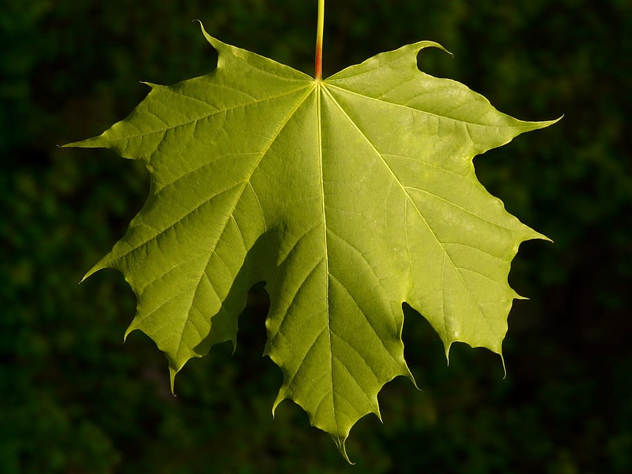 maple, maple leaf, leaf, tree, green, veins, norway maple, acer platanoides, needle leaf maple, sun