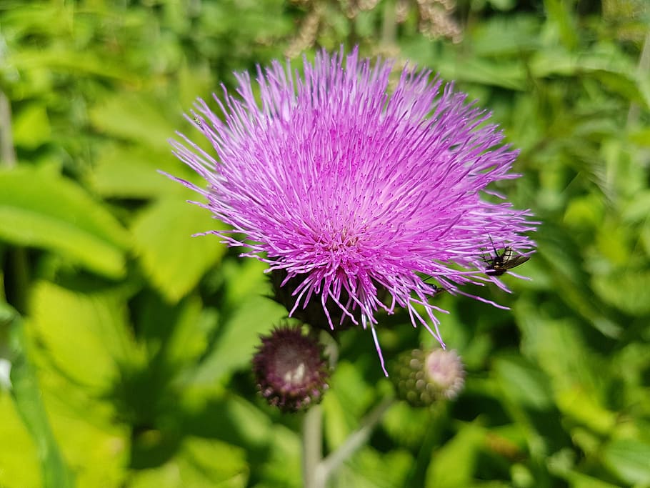 Cardo Mariano, Silybum Marianum, cardo, planta, púrpura, compuestos, flor, crecimiento, naturaleza, planta floreciendo