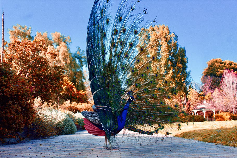 peacock, feathers, bird, large, colorful, plumage, pattern, flexing, male, exotic