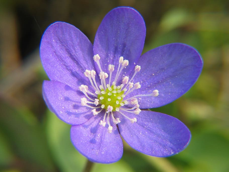ungu, putih, bunga, hepatica, anemon, mekar, musim semi, cantik, violet, hepatica nobilis