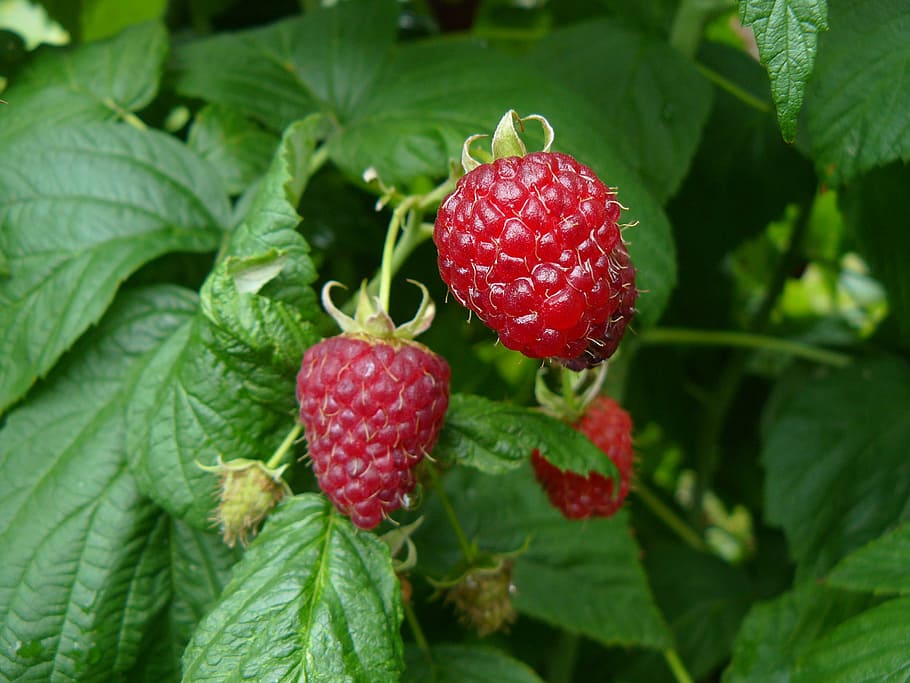 fruit, raspberries, garden, red, leaf, food and drink, green color, freshness, growth, healthy eating
