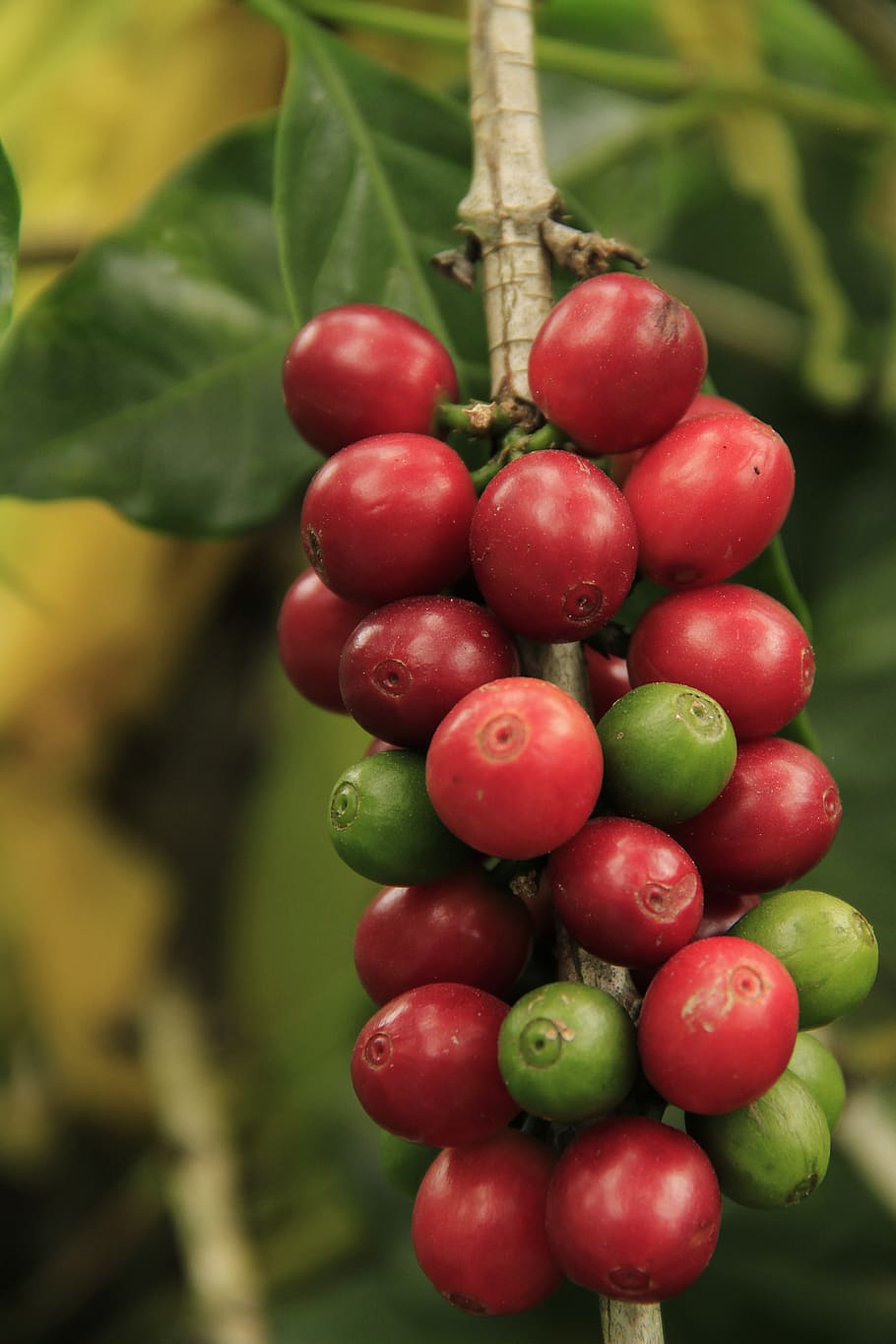 coffee grains, mature, agriculture, plant, raw, crop, grow, fruit, plantation, harvest