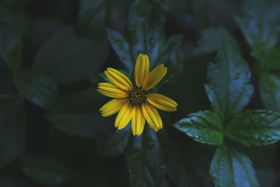 amarelo, flor de pétalas, fotografia de close-up, fechar, vista, flor, ao lado, verde, folhas, flores