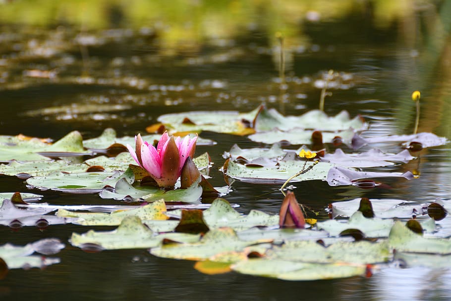 flora, nature, flower, flowers, summer, white, water lily, lily, blooms, floating