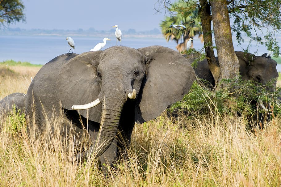 three, white, egrets, perched, elephant, back, daytime, murchison national park, uganda, mammal