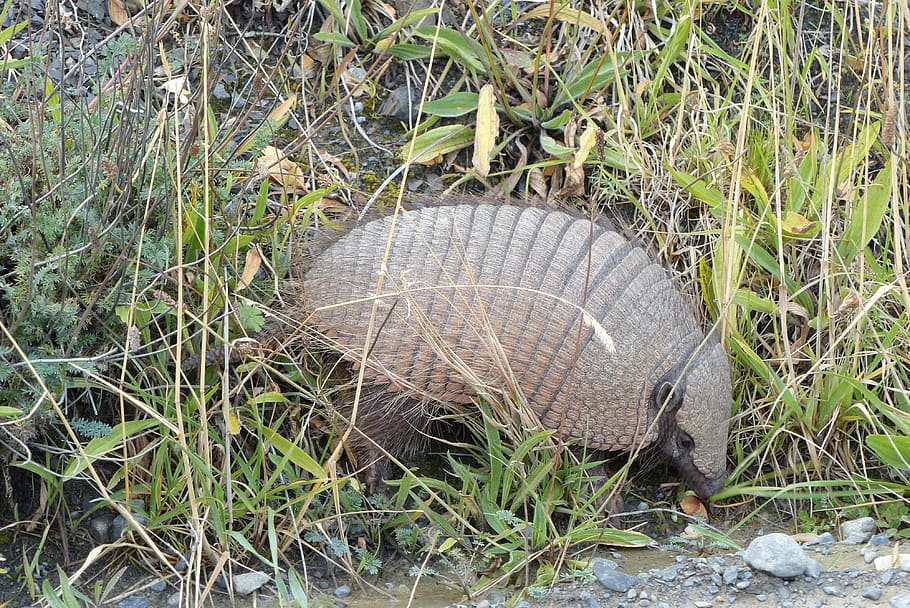 nature, grass, armadillo, torres del paine, chile, southern chile, patagonia, plant, day, land