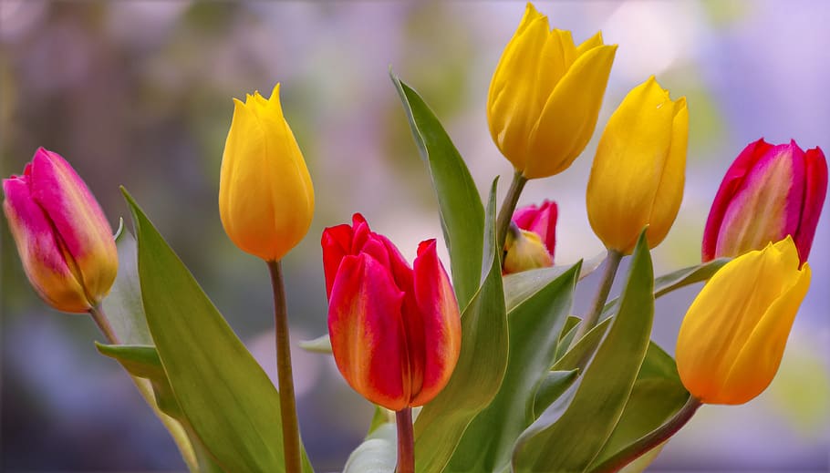 tulipas, primavera, colorido, close-up, flor, vermelho amarelo, rosa, folha, planta, bookeh