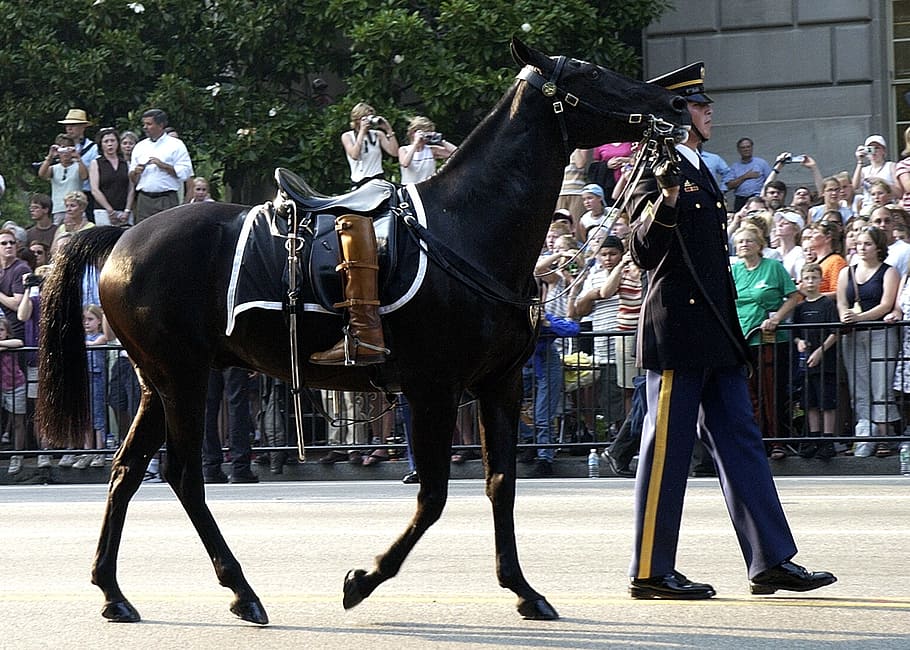 black horse, horse, riderless, boots turned backwards, procession, ronald reagan funeral, walking, spectators, people, somber