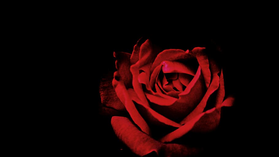 red, rose, flower, black, background, petal, roses, dark, rose - Flower, nature