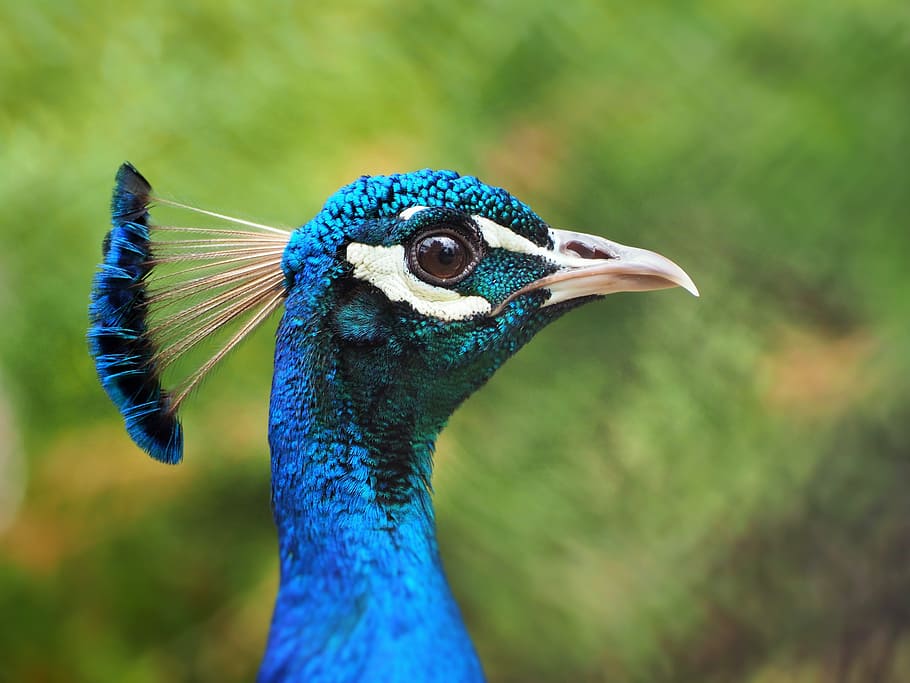 close-up photo, blue, bird, Peacock, Head, Blue, Feather, peacock head, feather, animal, nature
